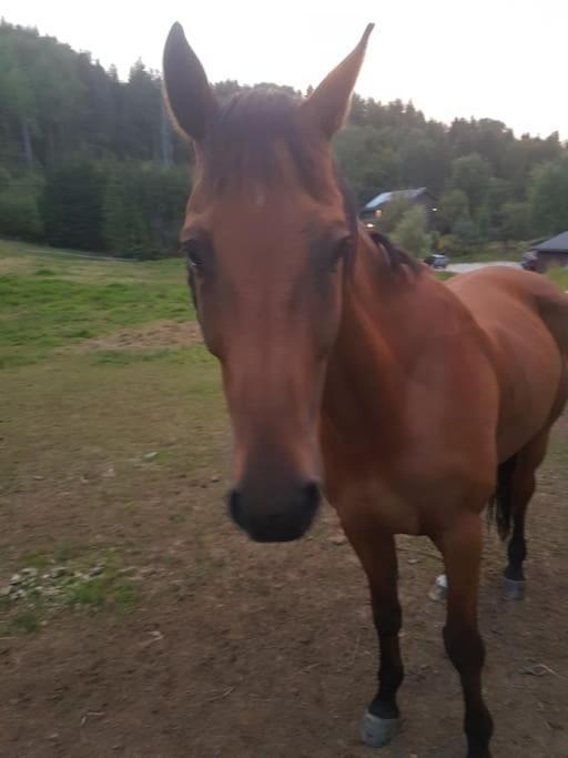 River Run Ranch - Telemark Drangedal Eksteriør billede