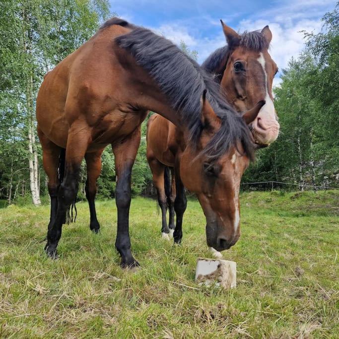 River Run Ranch - Telemark Drangedal Eksteriør billede